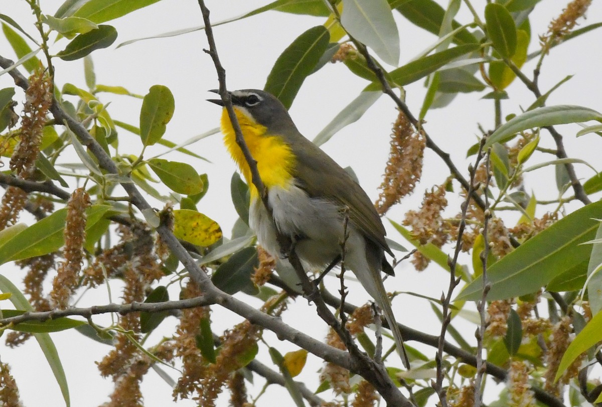 Yellow-breasted Chat - ML155209991