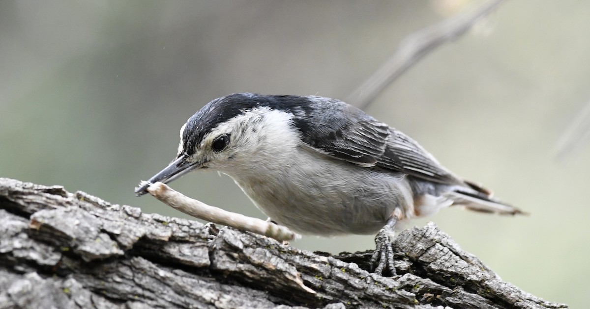 White-breasted Nuthatch - ML155210431