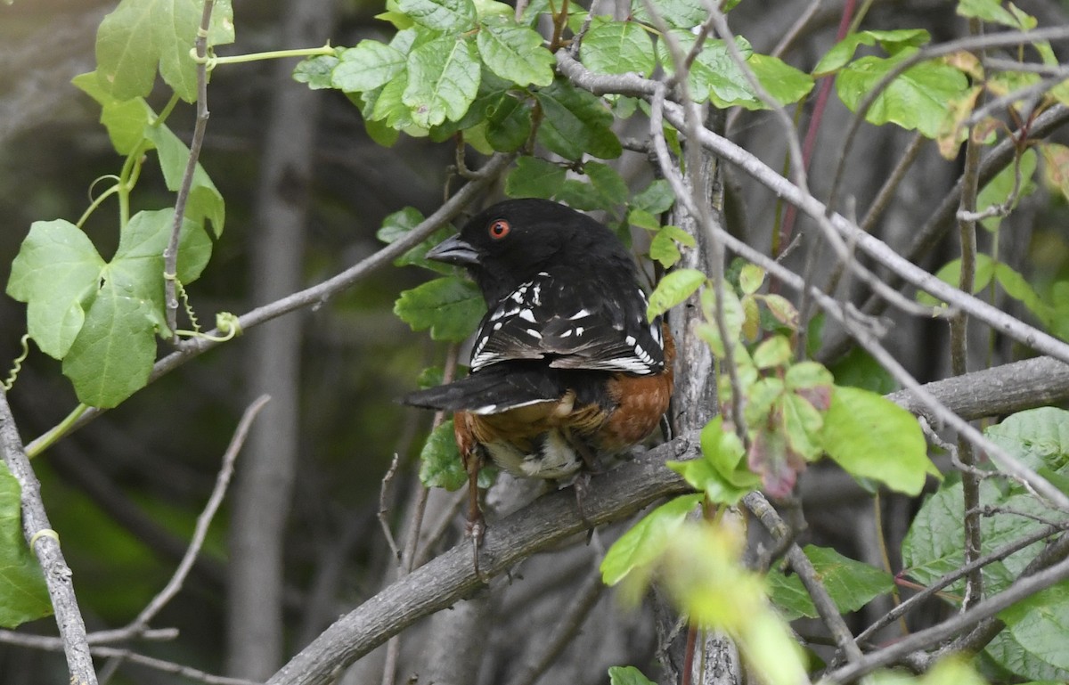 Spotted Towhee - ML155210821