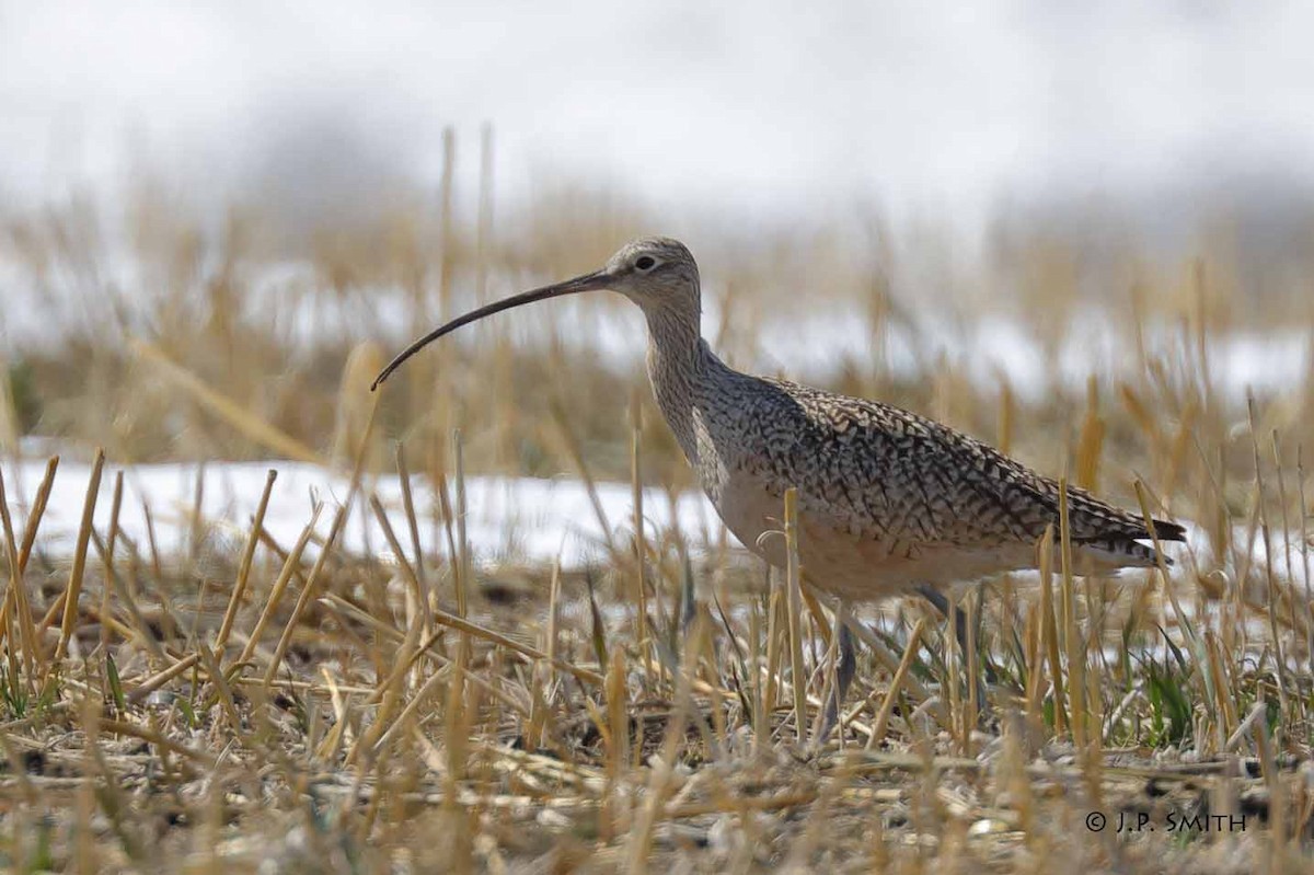 Long-billed Curlew - J Smith