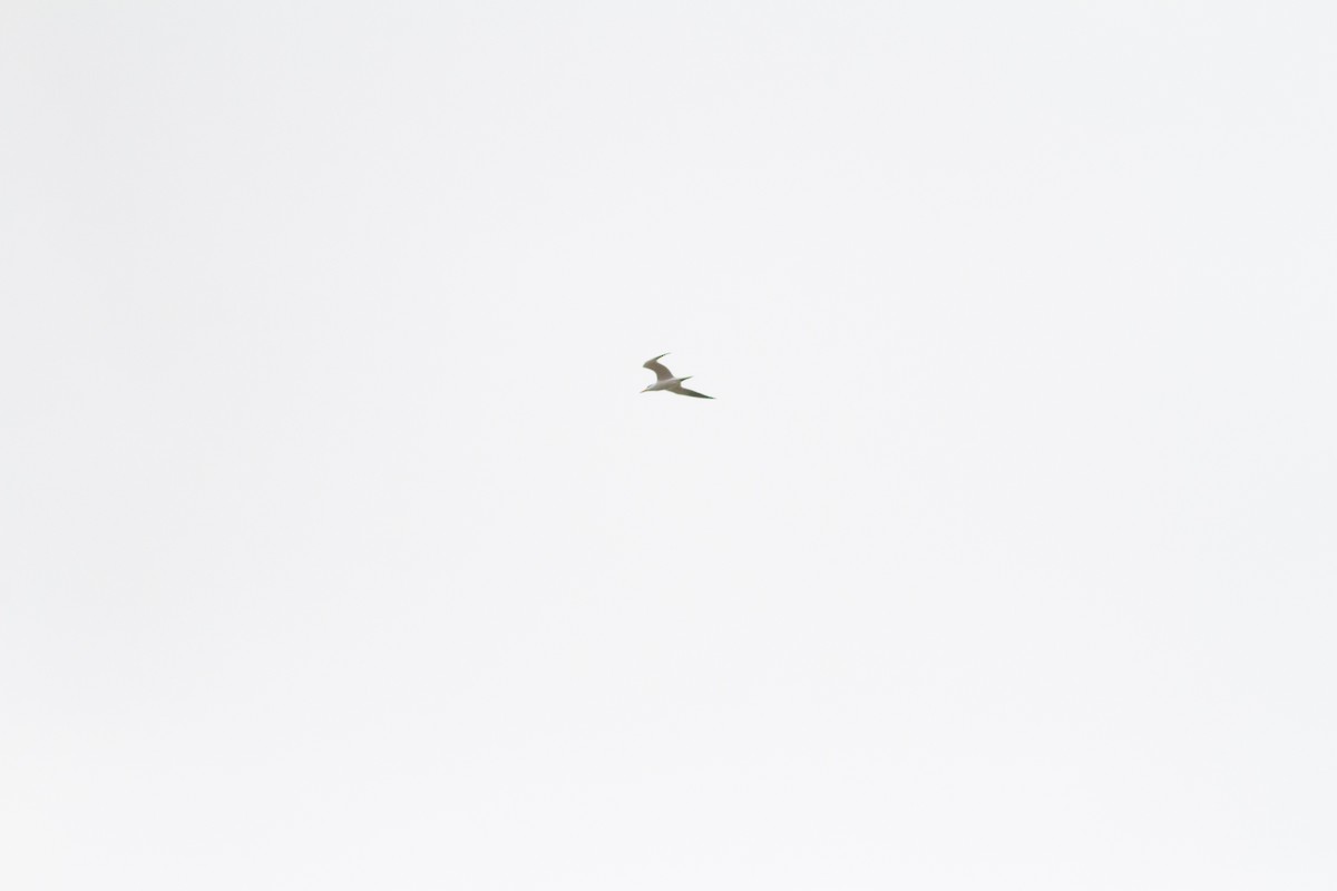 Caspian Tern - Nathan French