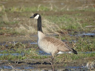 Canada Goose, ML155222781