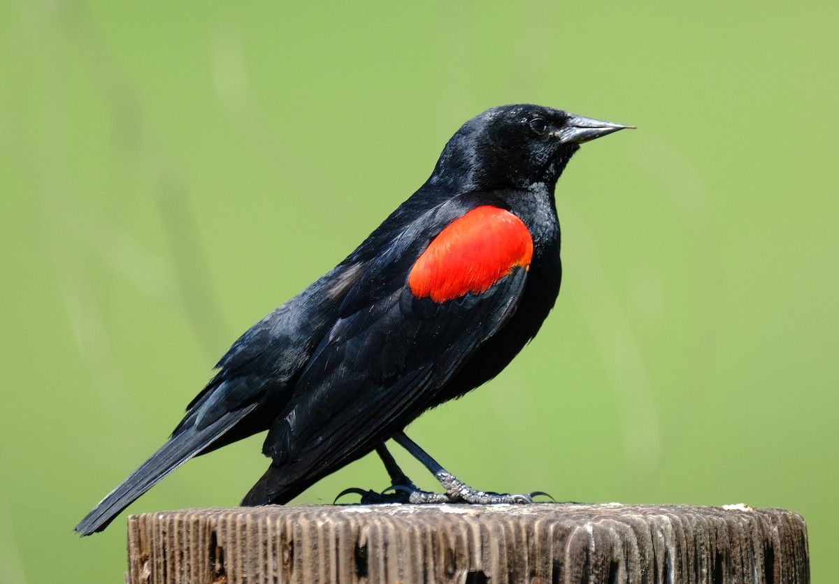 Red-winged Blackbird - David Zittin