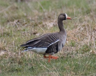 Greater White-fronted Goose, ML155231341
