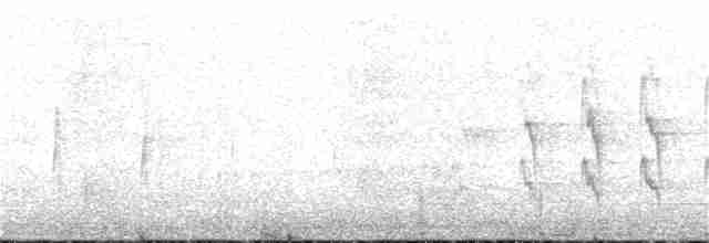 Tyranneau à gorge blanche - ML155231711