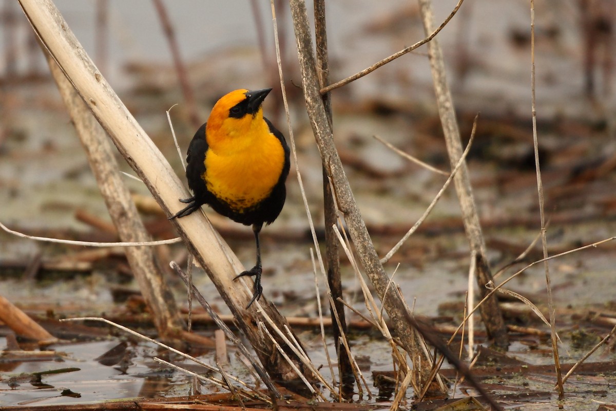 Yellow-headed Blackbird - Tony Moline