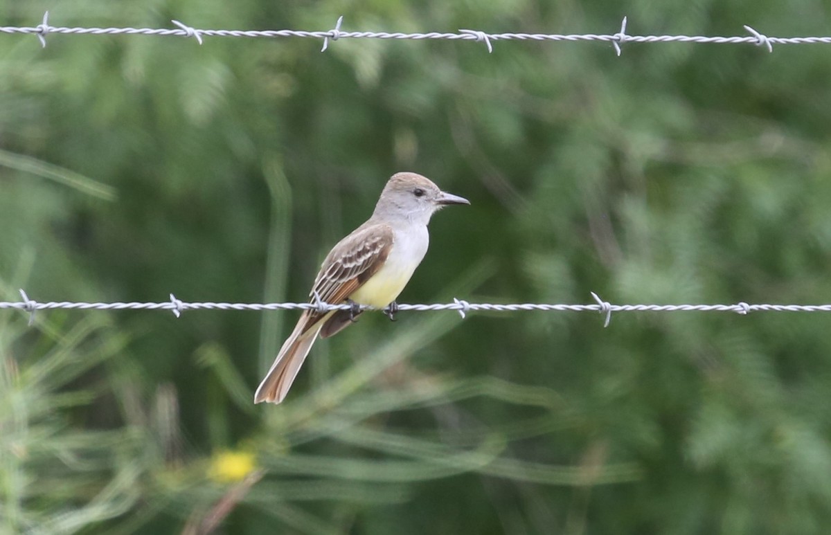 Brown-crested Flycatcher - Andrew Orgill