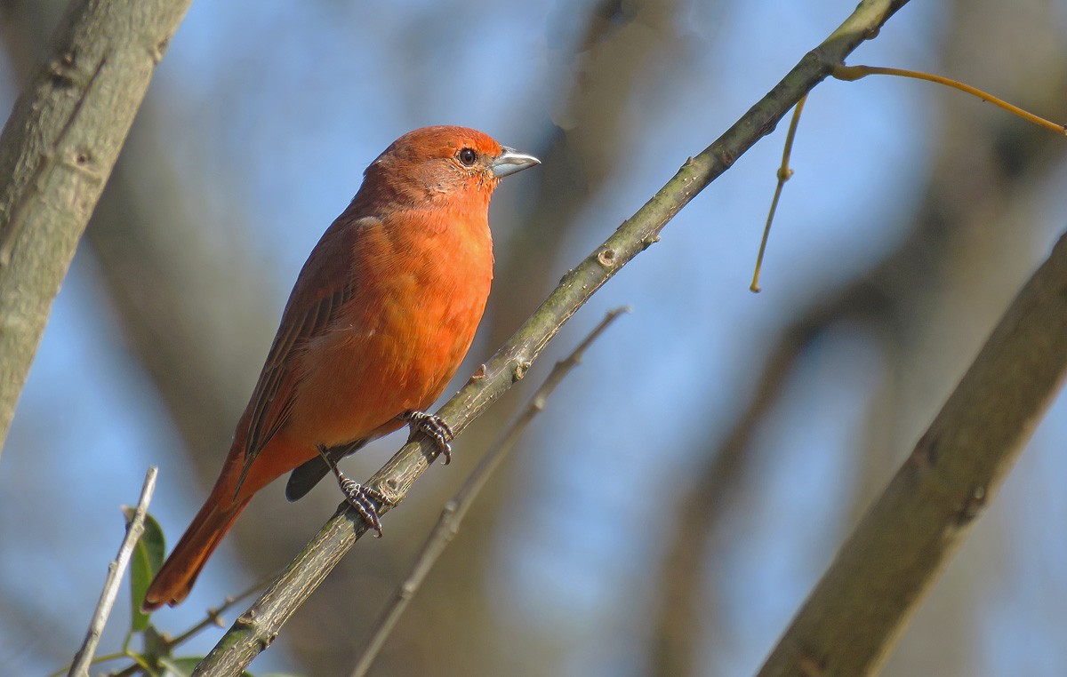 Hepatic Tanager - ML155239841