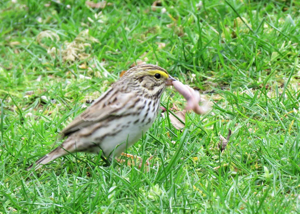 Savannah Sparrow - ML155240681