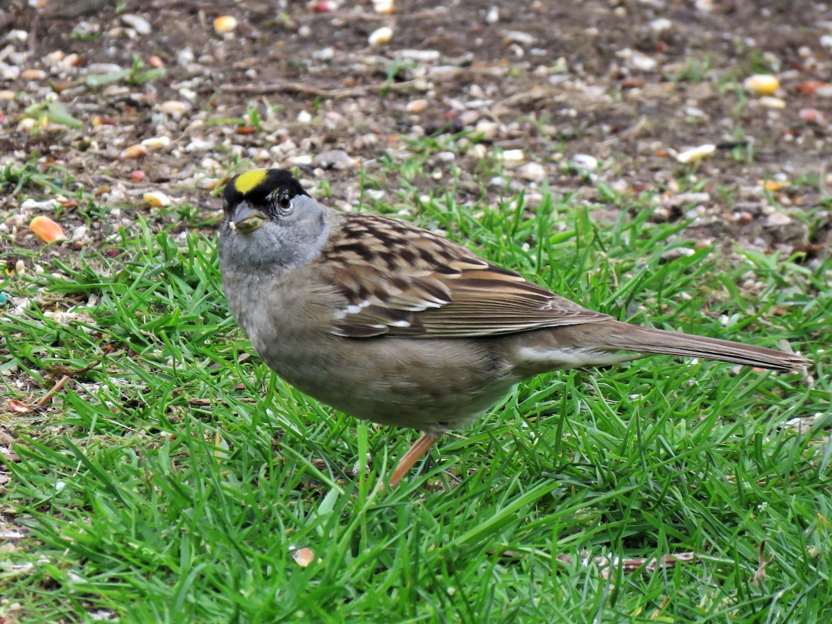 Golden-crowned Sparrow - ML155240871