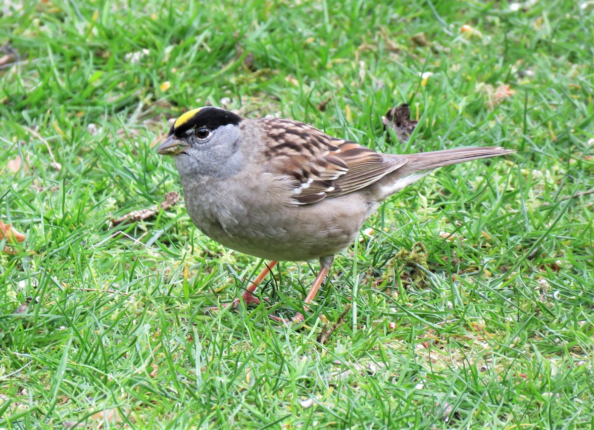 Golden-crowned Sparrow - ML155240901