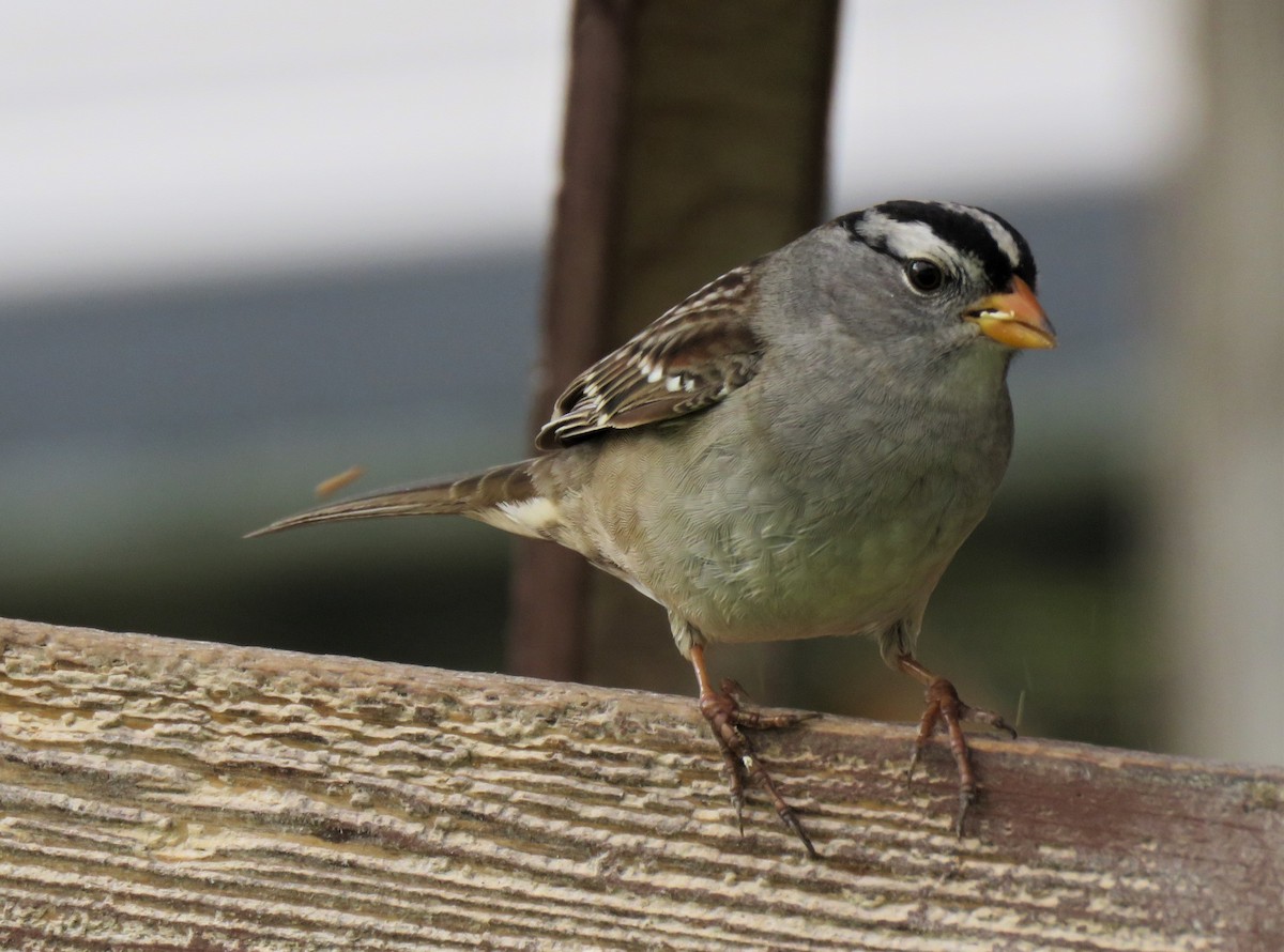White-crowned Sparrow - ML155241071