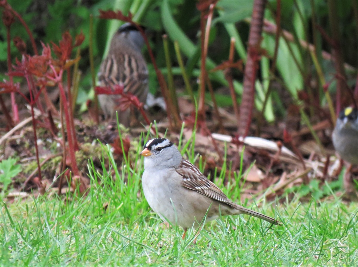 White-crowned Sparrow - ML155241151