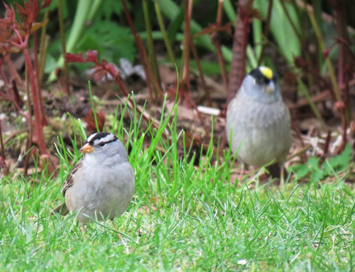 White-crowned Sparrow - ML155241171