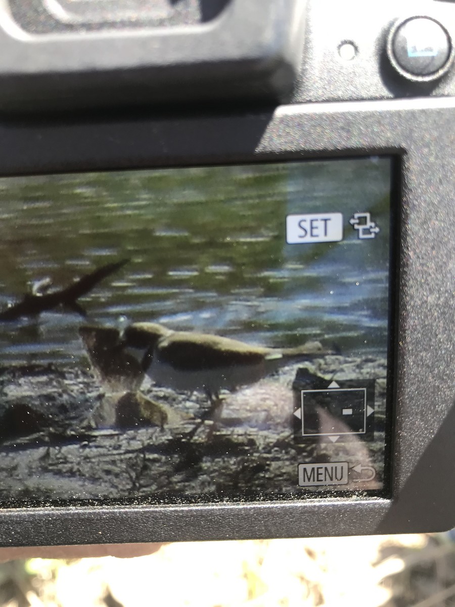 Semipalmated Plover - ML155241191