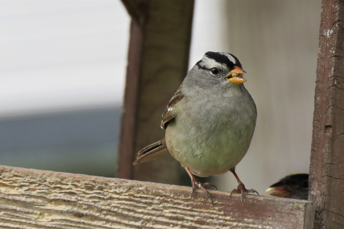 White-crowned Sparrow - ML155241201