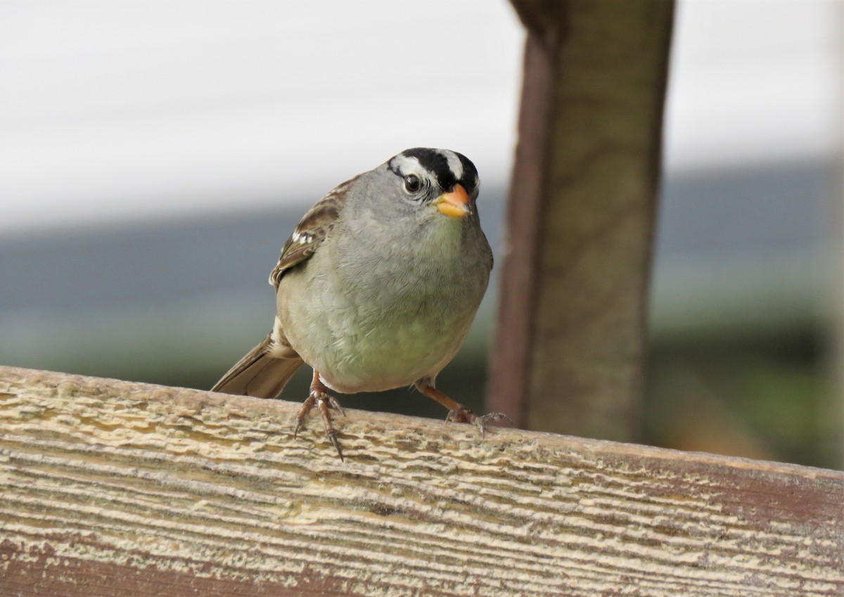 White-crowned Sparrow - ML155241221