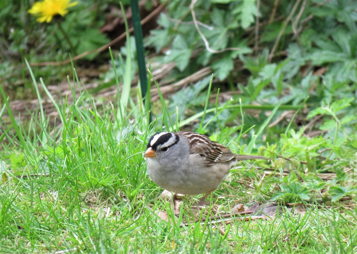 White-crowned Sparrow - ML155241241