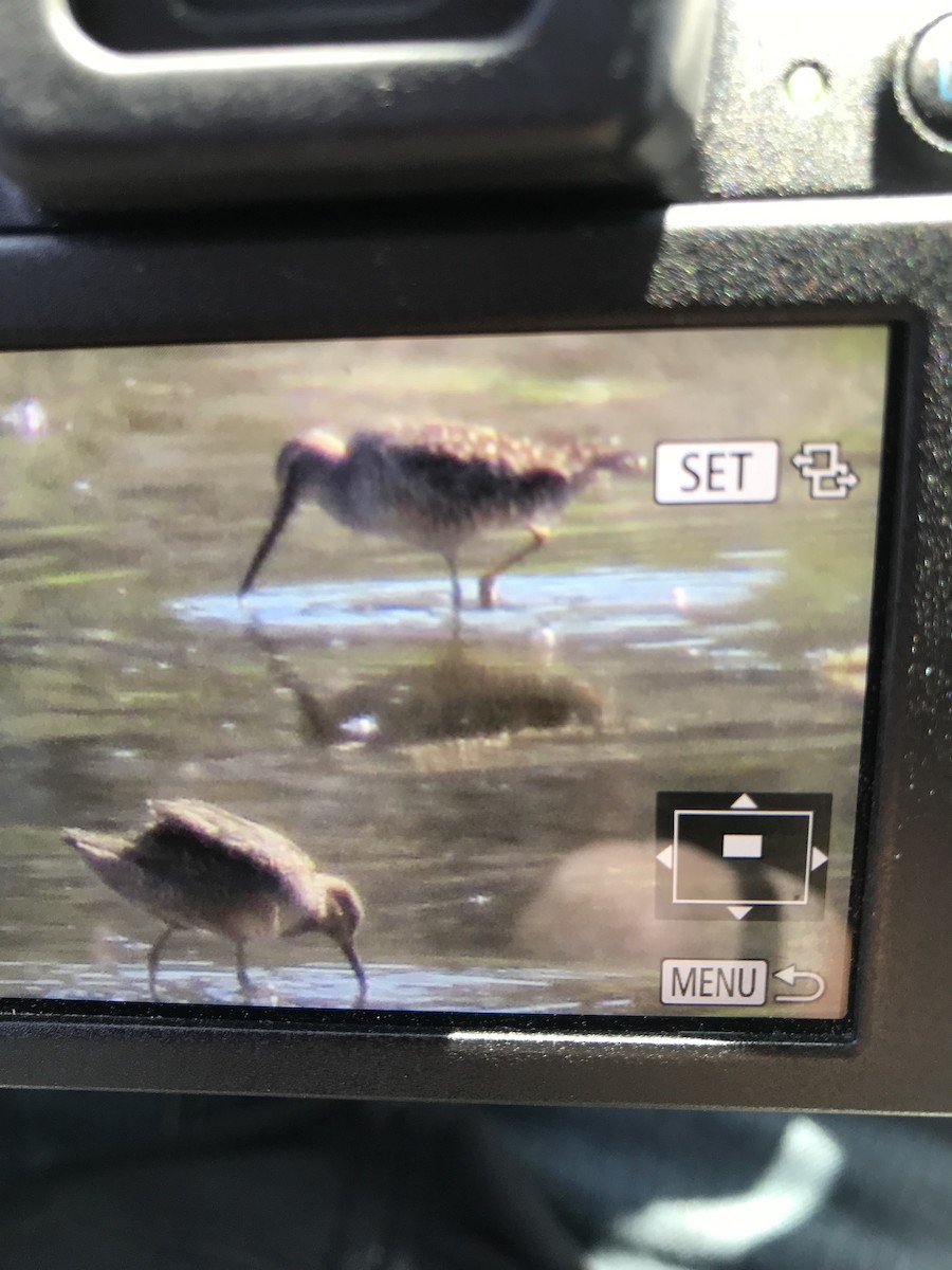 Long-billed Dowitcher - ML155241811