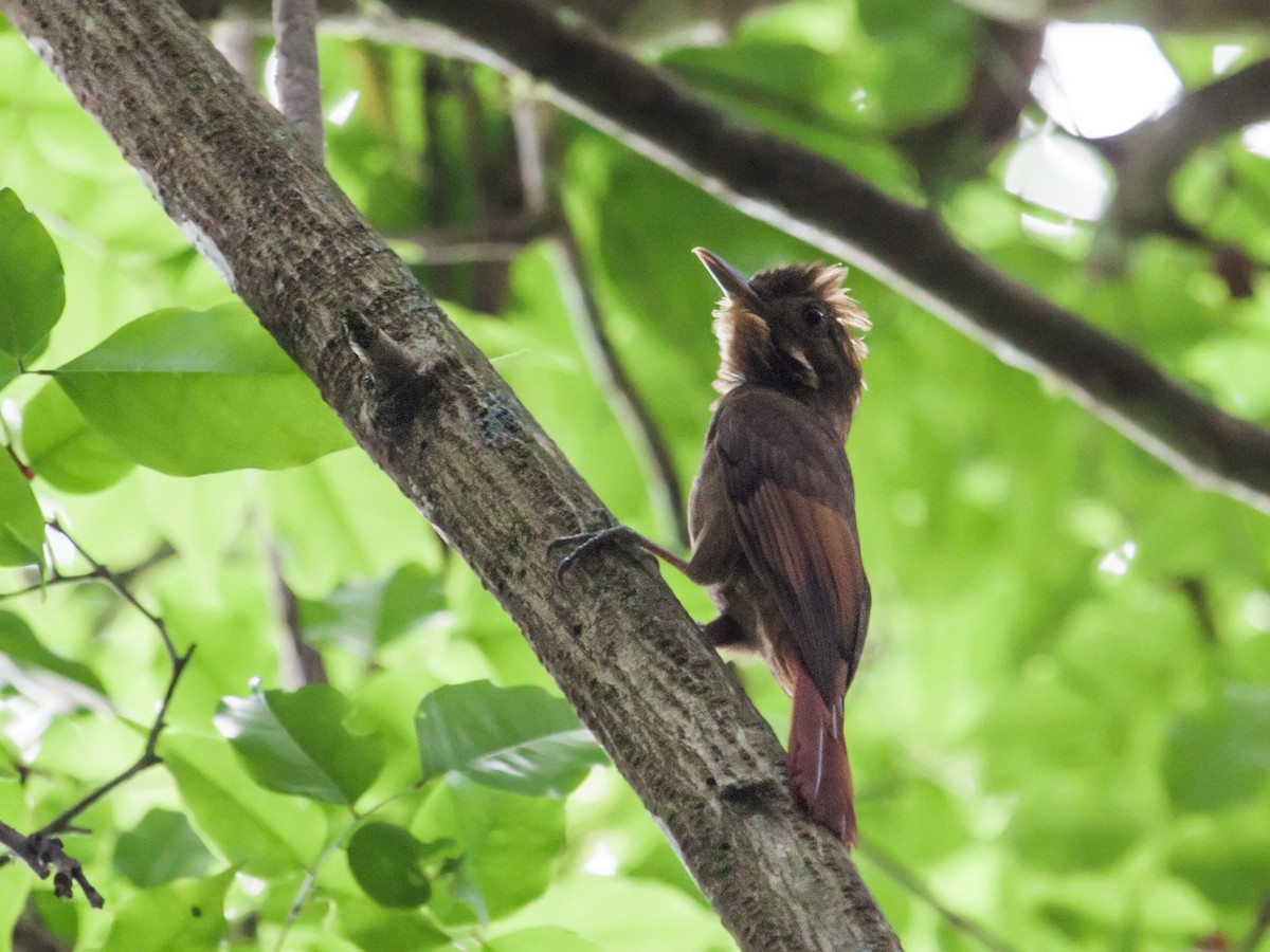 Tawny-winged Woodcreeper - Nick Athanas