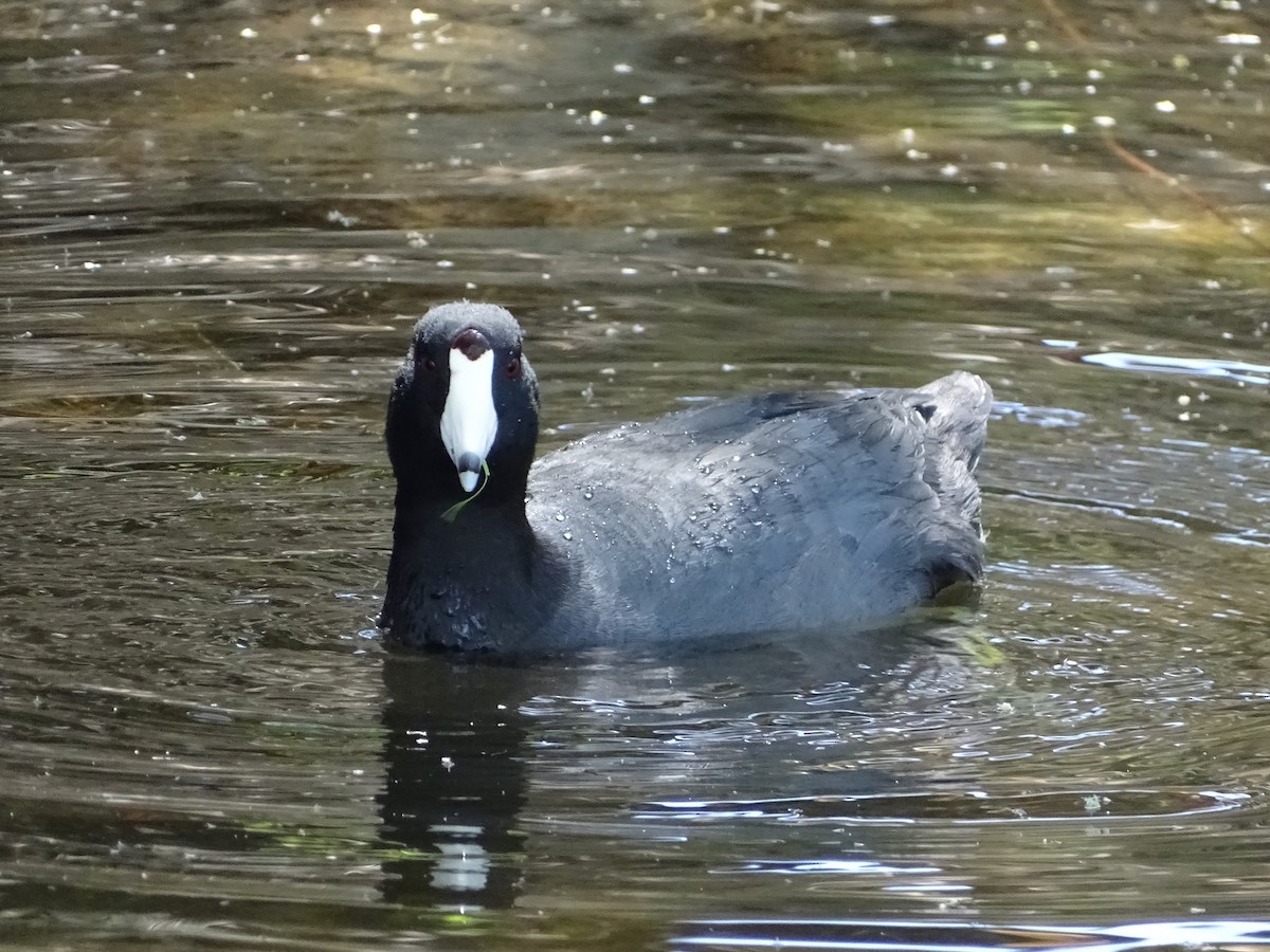 American Coot - Jeffrey Roth