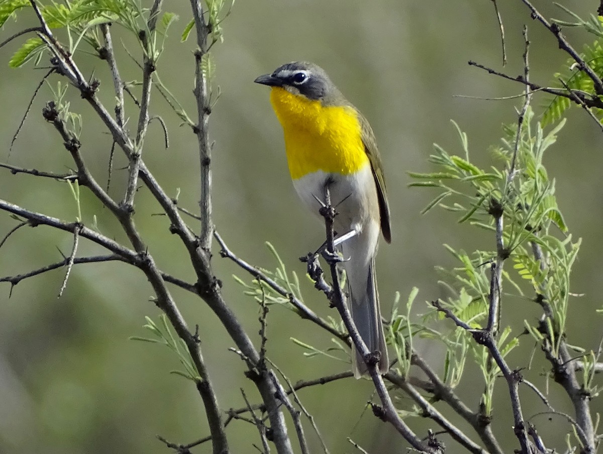 Yellow-breasted Chat - ML155248761