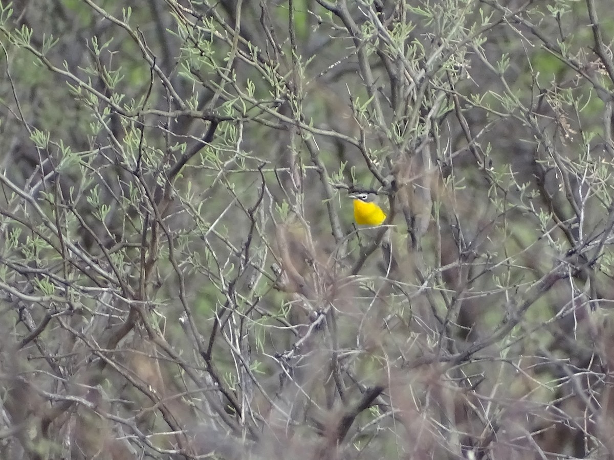 Yellow-breasted Chat - ML155248801