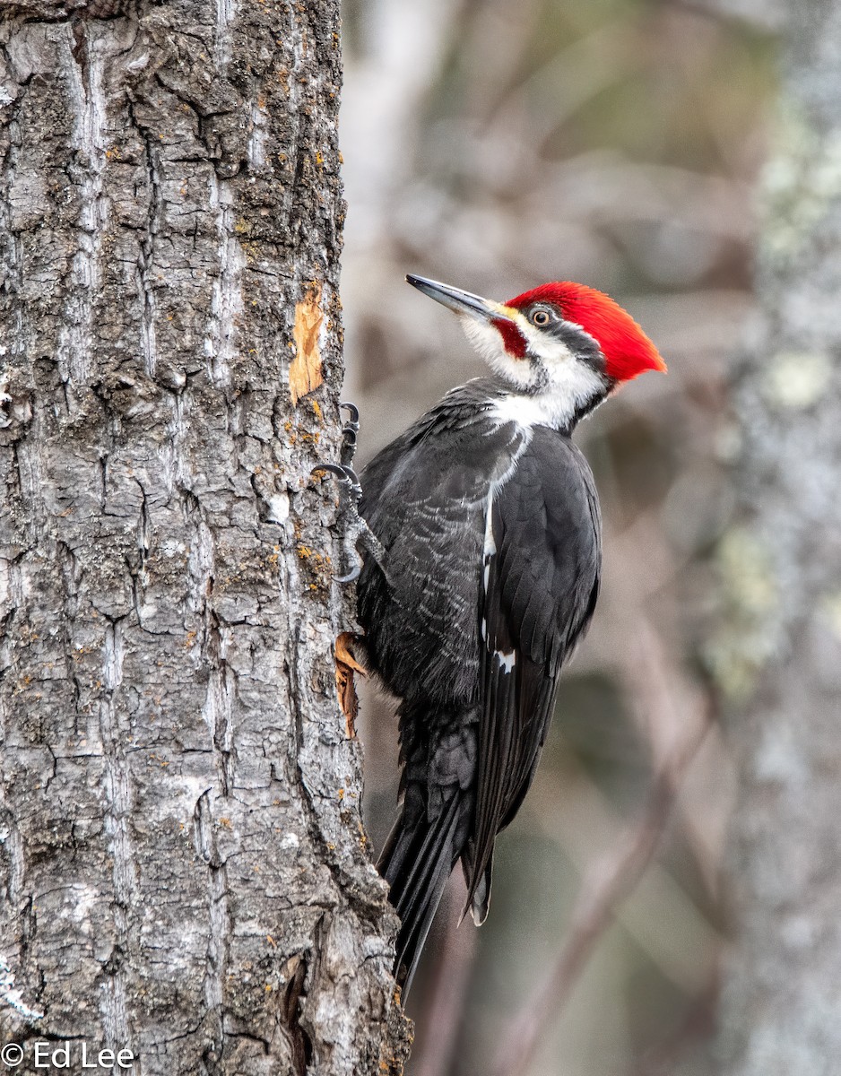 Pileated Woodpecker - ML155250521