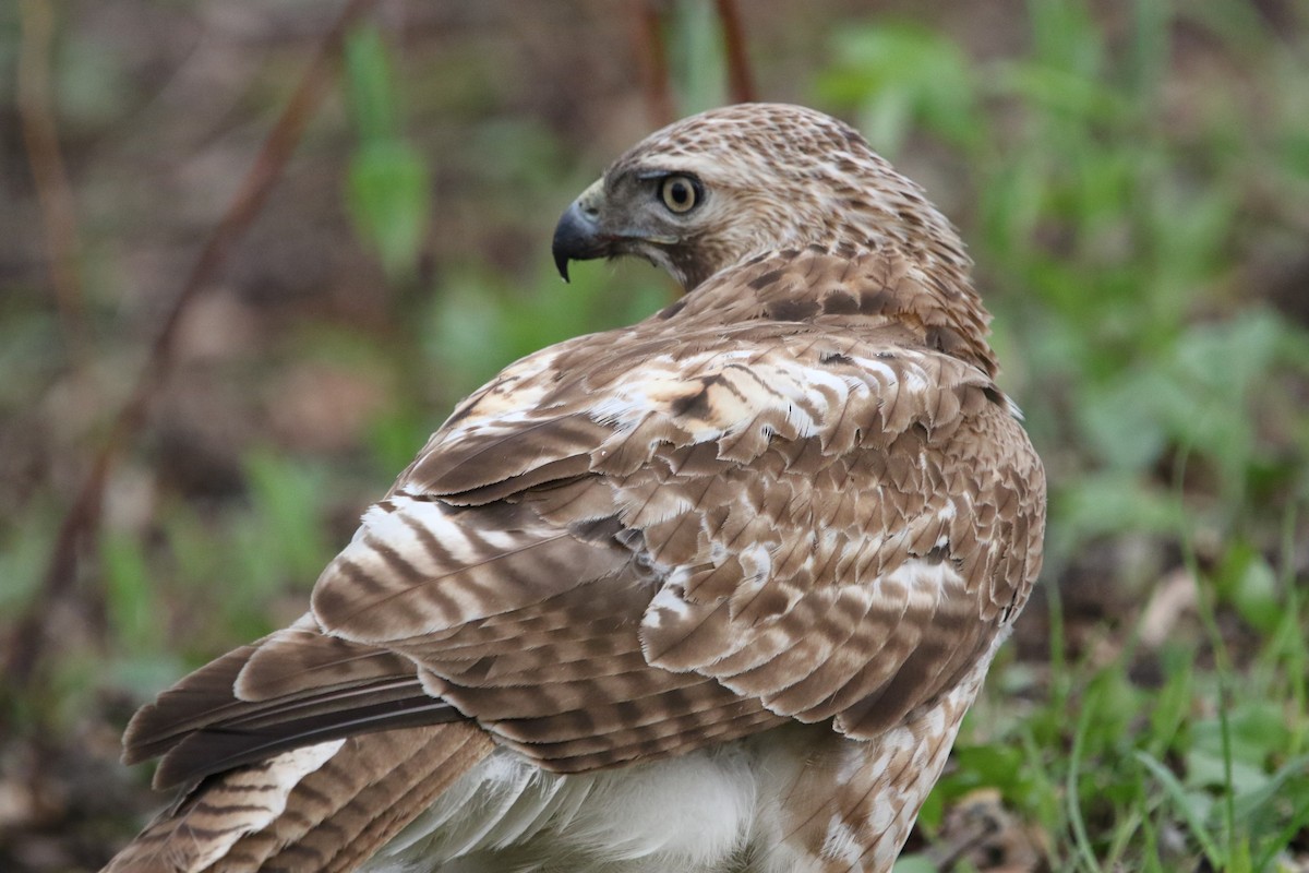 Red-tailed Hawk - ML155258071