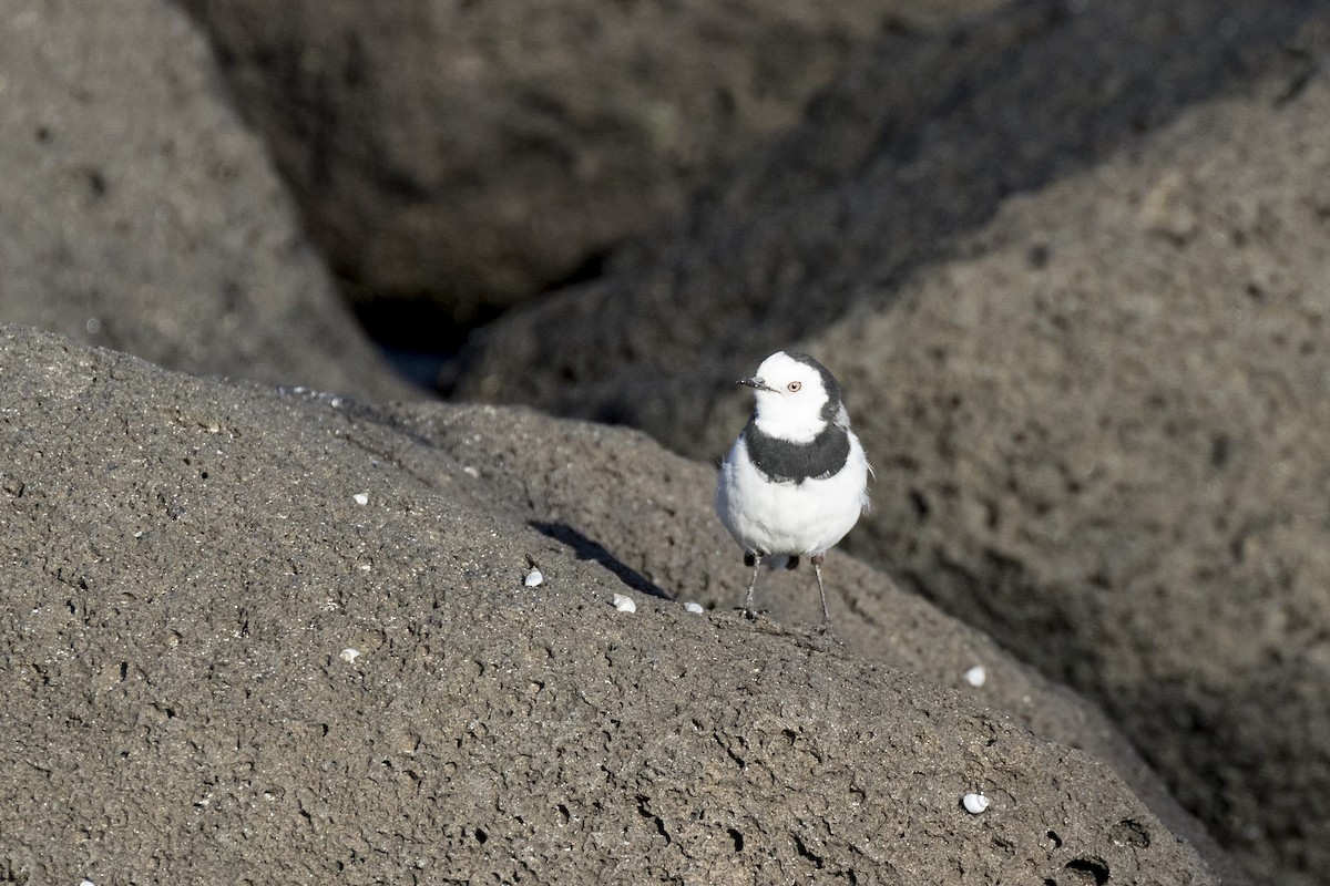 White-fronted Chat - ML155259131