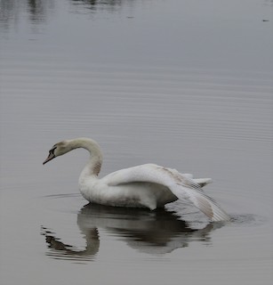 Mute Swan, ML155261931