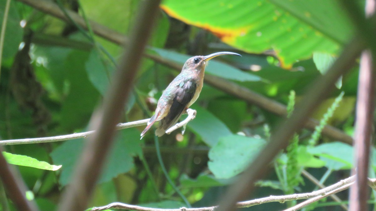 Rufous-breasted Hermit - ML155265001