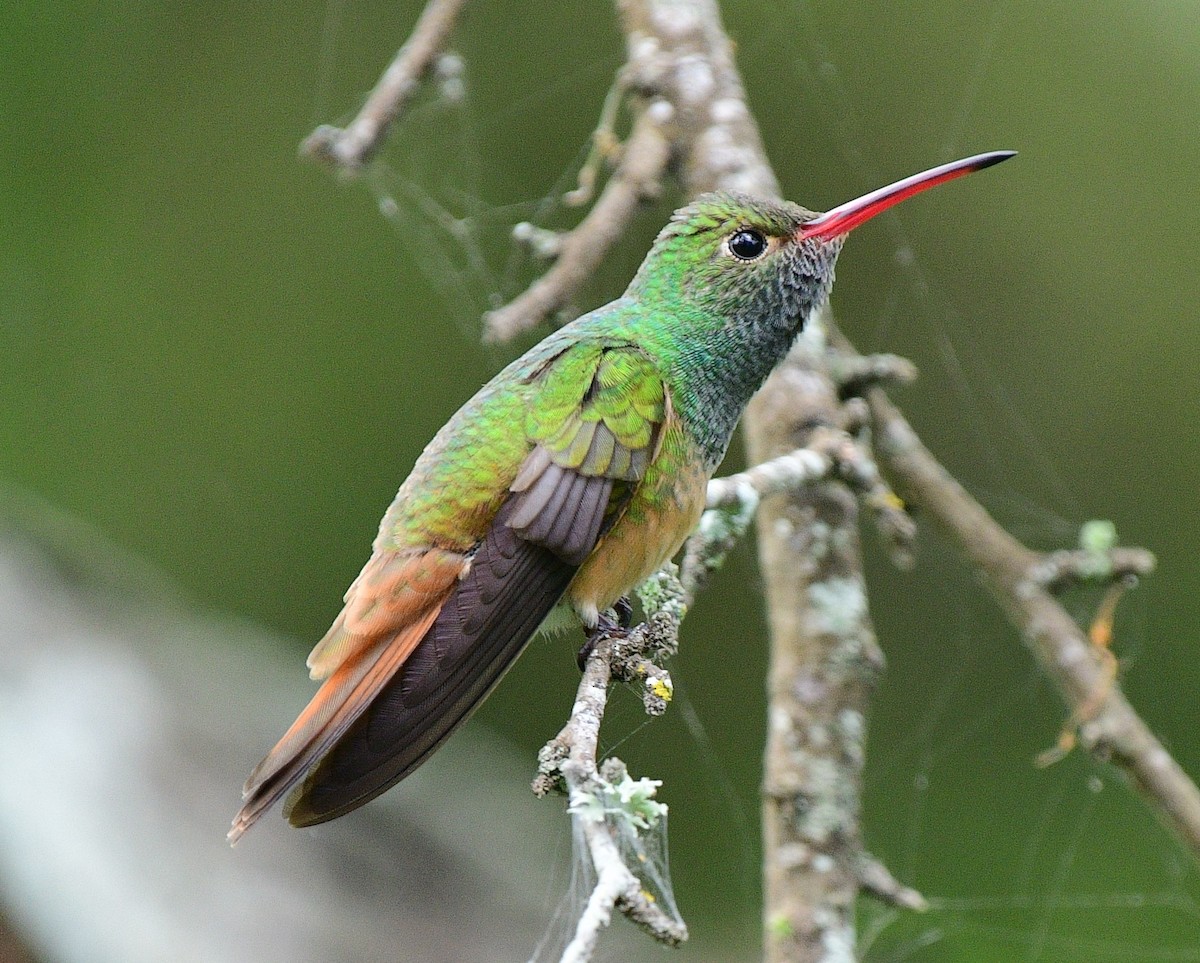 Buff-bellied Hummingbird - Dawn Abbott