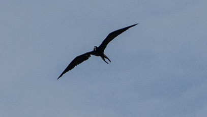 Magnificent Frigatebird - ML155268131