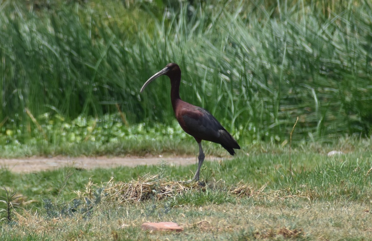 ibis hnědý - ML155270111