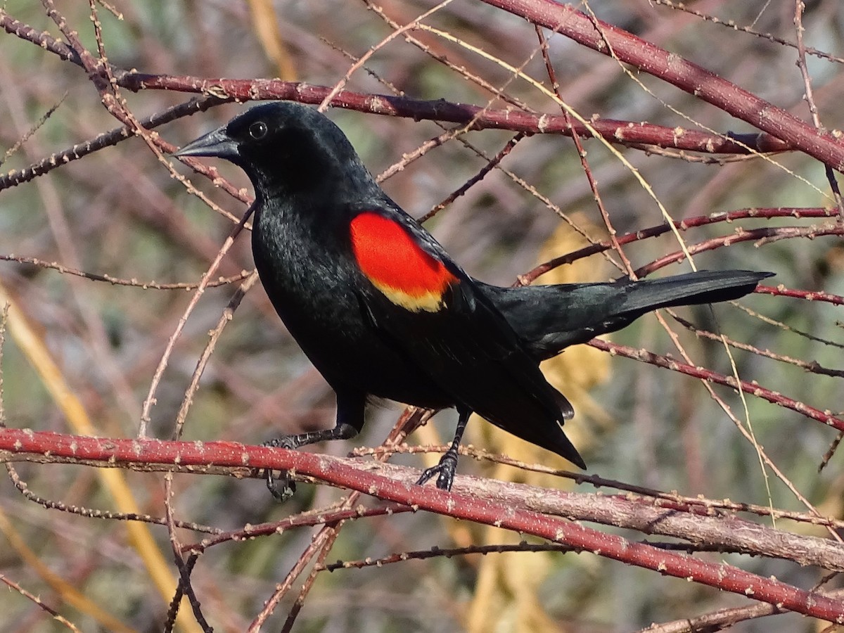 Red-winged Blackbird - ML155272441