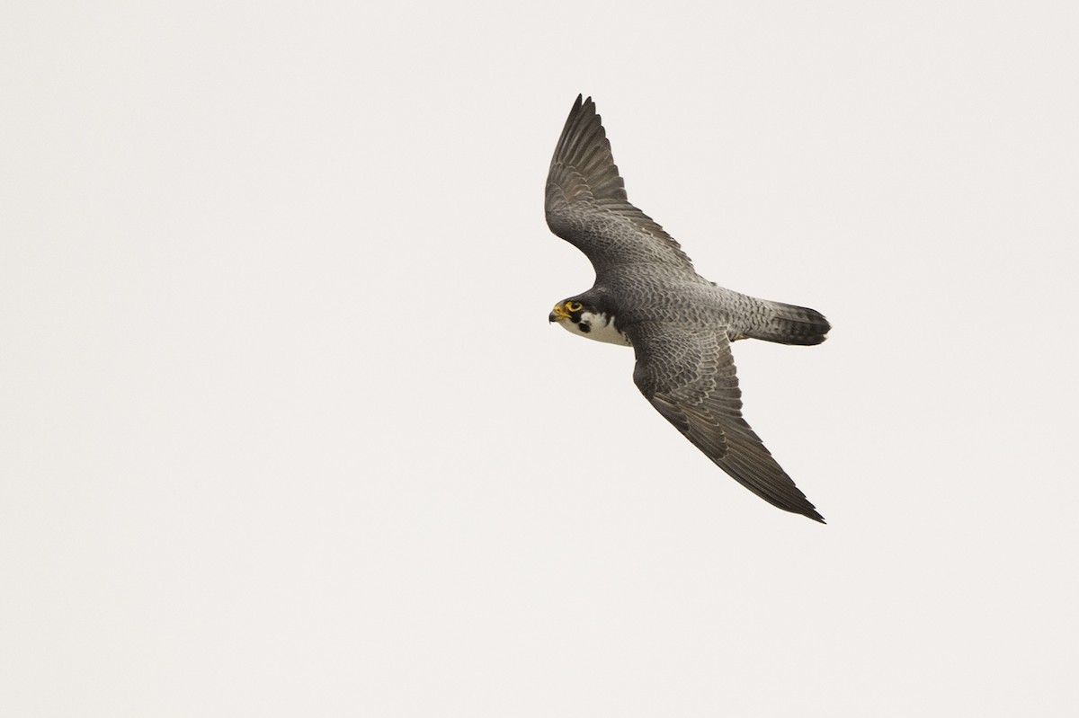 Peregrine Falcon - Cam Nikkel