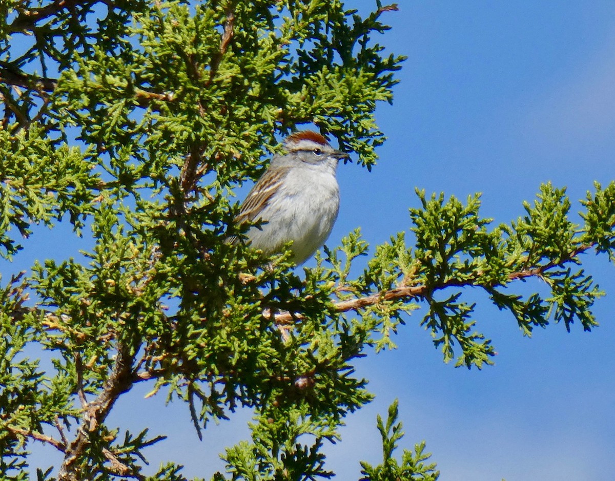 Chipping Sparrow - Ann Hunkins