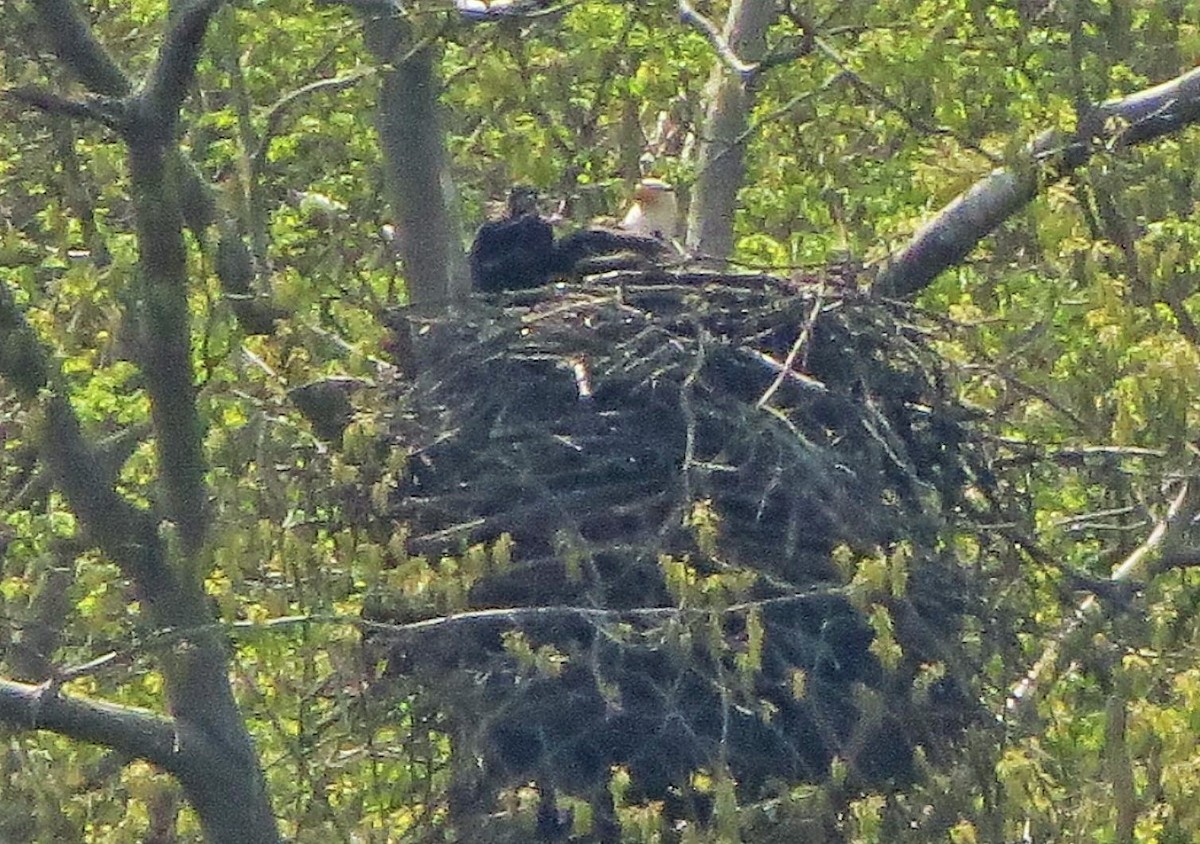 eBird Checklist 1 May 2019 SGL 105 Bald Eagle nest across from E