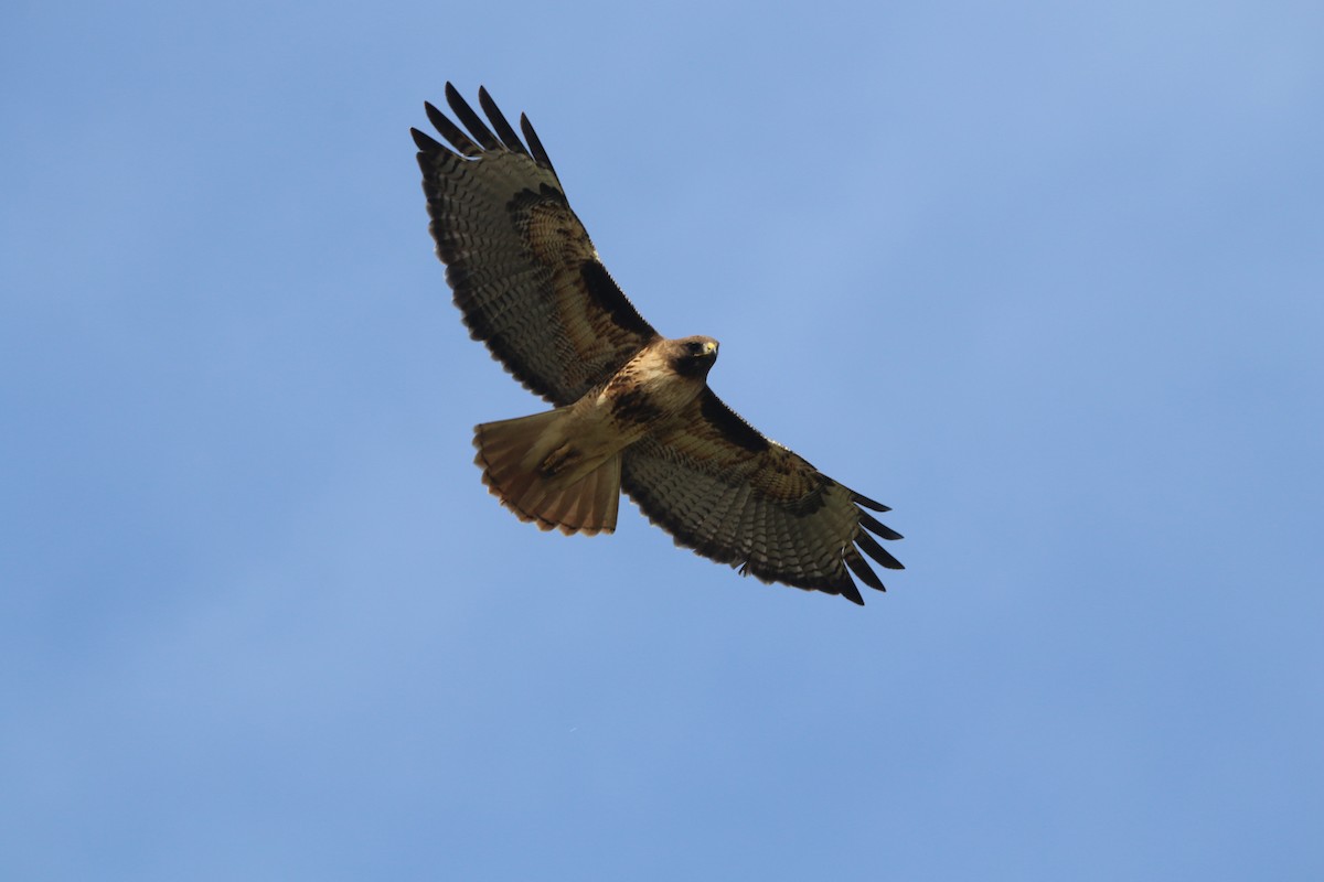 Red-tailed Hawk - ML155296291