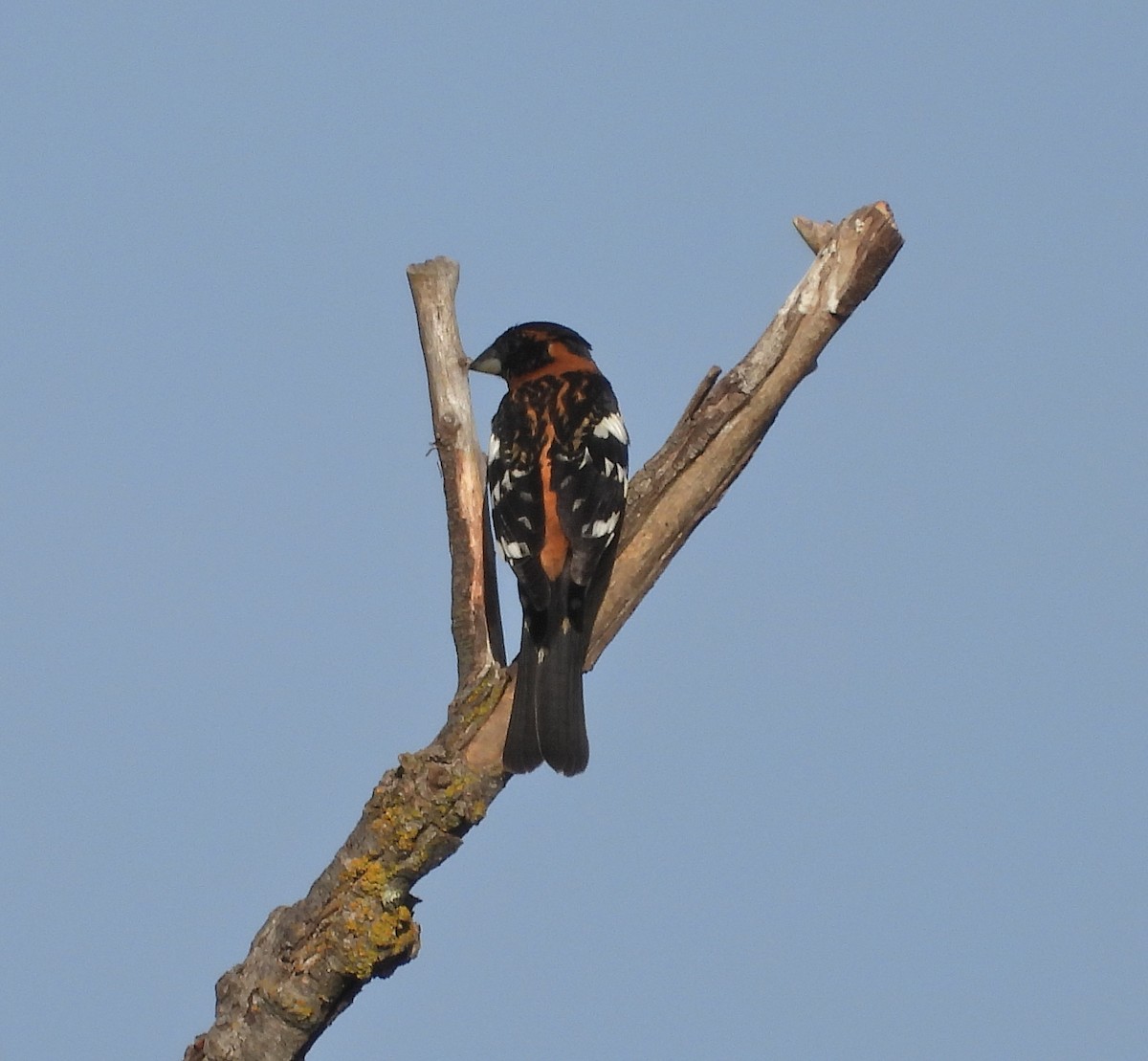 Black-headed Grosbeak - Pair of Wing-Nuts