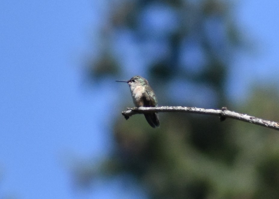 Calliope Hummingbird - Diane Pettey