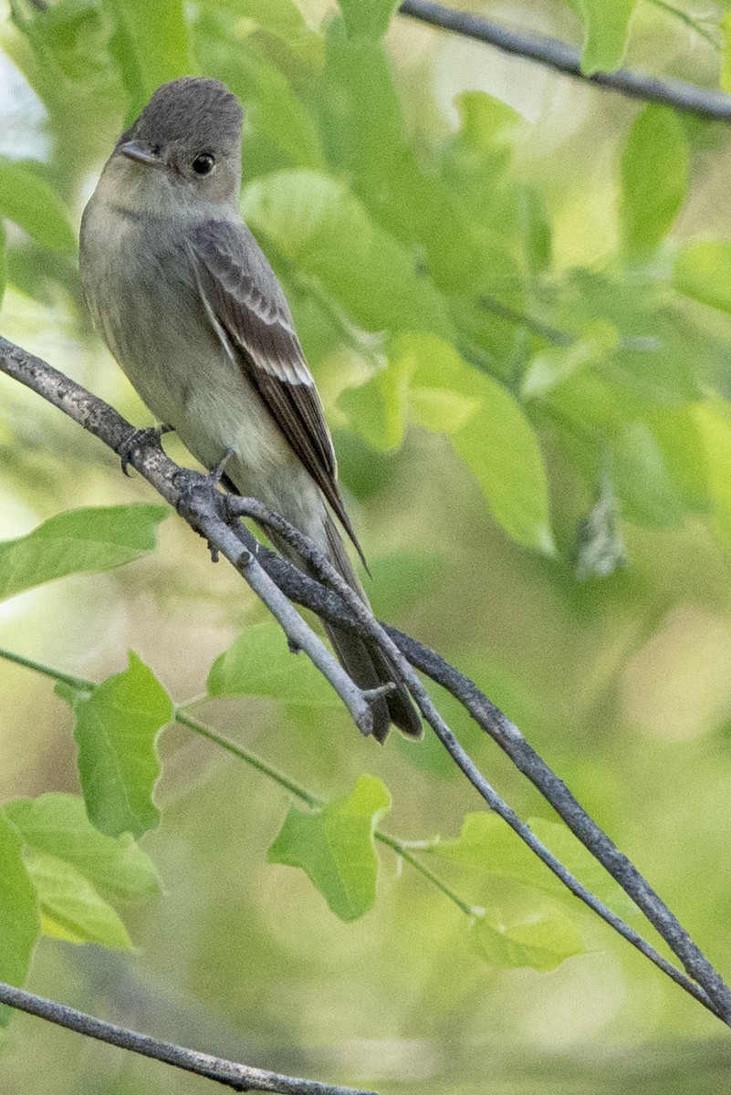 Western Wood-Pewee - Scott Young
