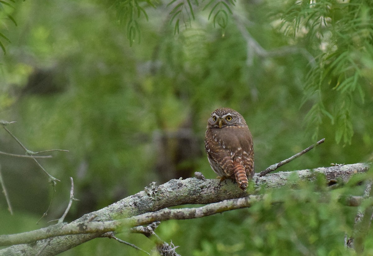 Ferruginous Pygmy-Owl (Ferruginous) - ML155303551