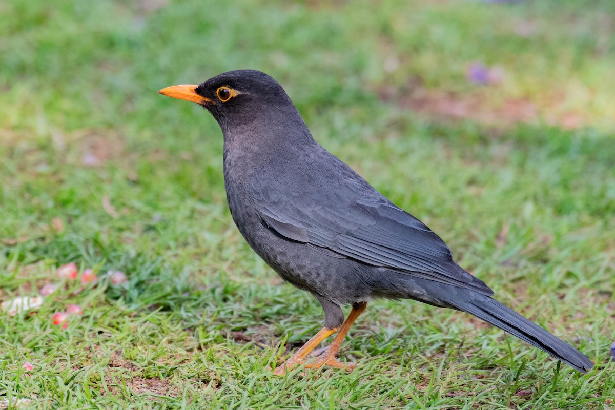 Indian Blackbird - Sujith S