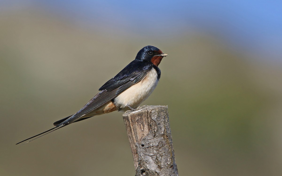 Barn Swallow - ML155311101