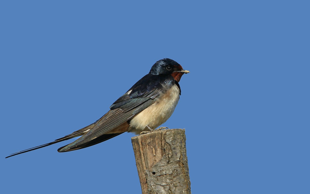 Barn Swallow - ML155311111