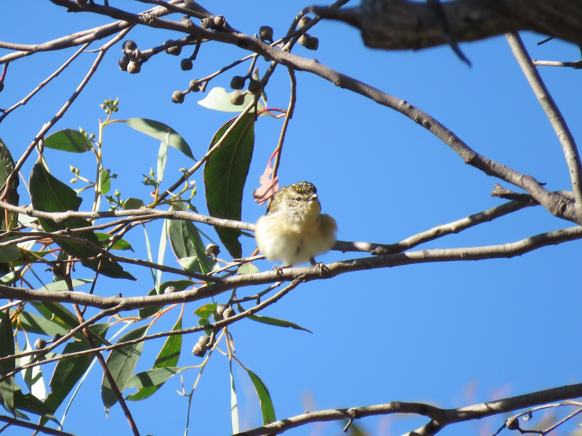 Spotted Pardalote - ML155314361