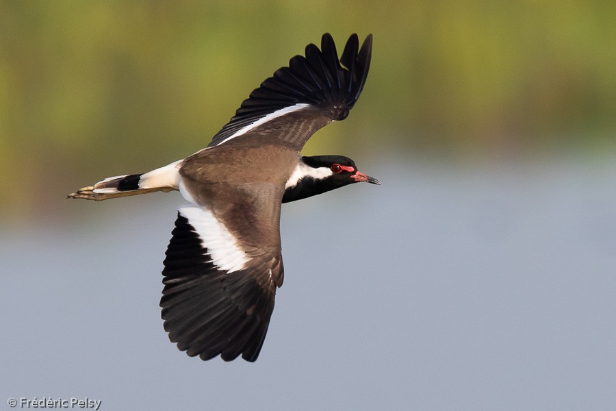 Red-wattled Lapwing - Frédéric PELSY