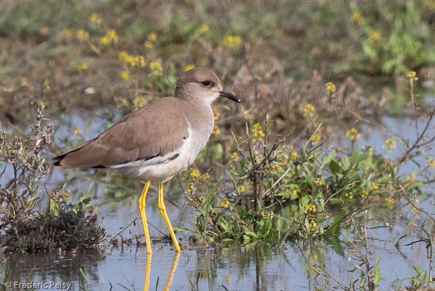 White-tailed Lapwing - Frédéric PELSY